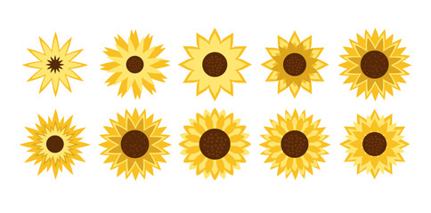sun flower vector illustration