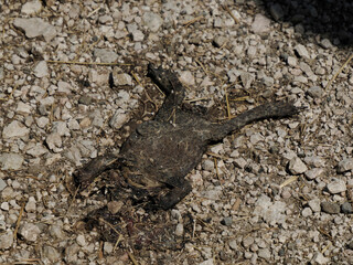frozen dead common mountain frog after winter season in dolomites
