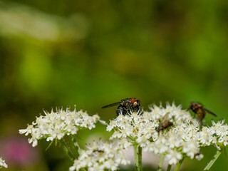 Green Bottle fly feeding on a white flower