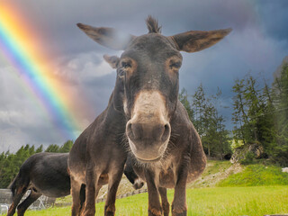 donkey funny portrait Brown furry donkey with big ears looking at the camera, Humorous shot. rainbow background - obrazy, fototapety, plakaty