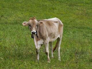 Naklejka na ściany i meble cow relaxing on the green grass