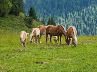 haflinger blonde horses grazing on green grass in dolomites horse grazing in a meadow in the...