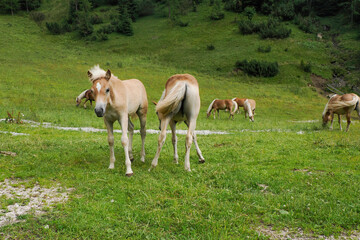 Obraz na płótnie Canvas haflinger blonde horses grazing on green grass in dolomites horse grazing in a meadow in the Italian Dolomites mountain alps in South Tyrol.