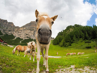 funny horse nose close up wild nature animal thematic