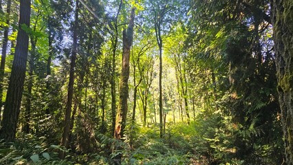 sun rays through the trees