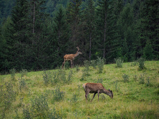 Fototapeta na wymiar deer horn detail on grass background in dolomites