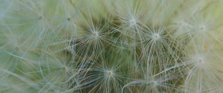 macro close-up of dandelion fluff (Taraxacum)