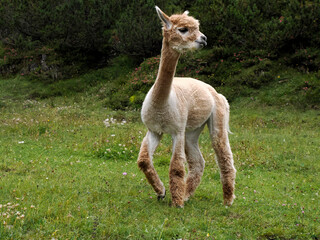 cute alpaca portrait on green grass background in dolomites mountain
