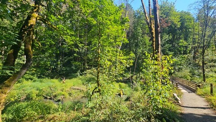 grass in the forest