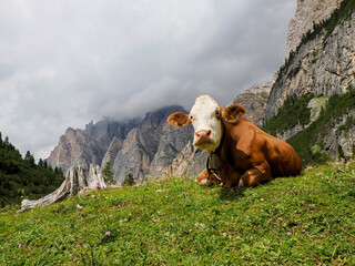 cow relaxing on the green grass of Dolomites mountains, a breathtaking mountain range in northern Italy.