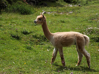 cute alpaca portrait on green grass background in dolomites mountain