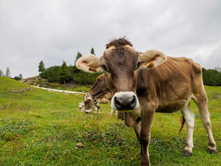 Naklejka na ściany i meble cow relaxing on the green grass of Dolomites mountains, a breathtaking mountain range in northern Italy.