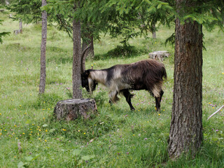 long horn goat mouflon on grass