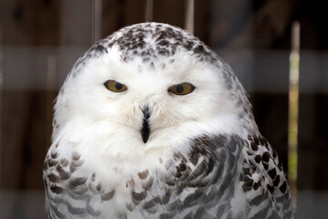 Snow owl portrait looking at you isolated on black