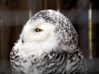 Snow owl portrait looking at you isolated on black