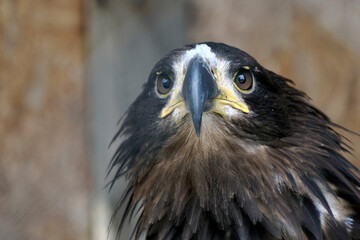 A portrait of a White-tailed Eagle looking at you