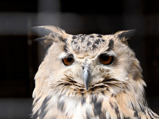 Siberian eagle owl bubo sibiricus bird close up eyes portrait