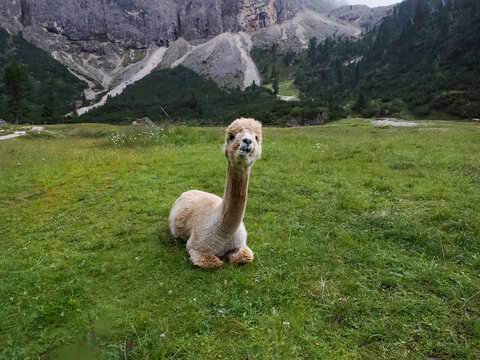 cute alpaca portrait on green grass background in dolomites mountain
