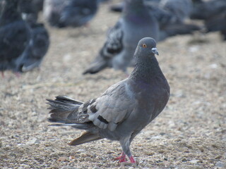 pigeon on the ground
