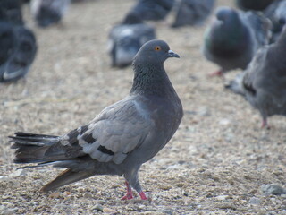 pigeons in the city