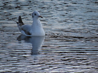 seagull on the beach