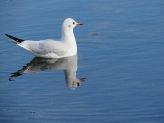 seagull on the water