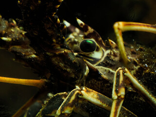 lobster underwater eye detail close up in adriatic sea croatia