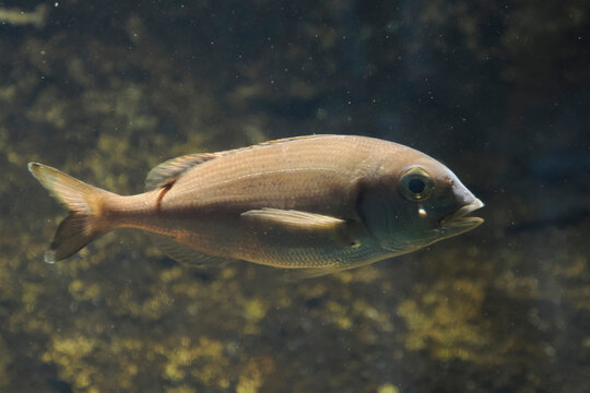 Common Pandora (Pagellus Erythrinus) - Mediterranean and Adriatic Fish underwater