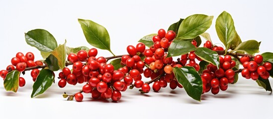 Red coffee beans and berries on a branch of a coffee tree ripe and unripe isolated on a white...