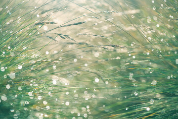 Beautiful natural background, grass in dew