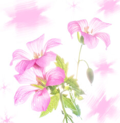 High key beautiful pink flowers with a decorative pink background design