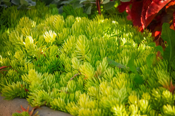 Creeping garden plant Sedum reflexum, beautiful perennial succulent groundcover with fleshy golden leaves, also known as reflexed stonecrop, stone orpine or prick-madam