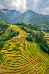 Fototapeta premium Aerial view of rice field or rice terraces , Sapa, Vietnam. Y Linh Ho village, Ta Van valley