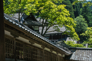 Fototapeta premium 福井 真夏のもみじの緑に囲まれた永平寺の美しい境内