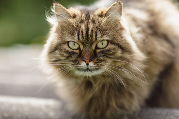 Obraz premium Siberian cat, against the background of nature, day