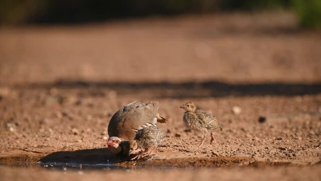 partridges come to drink water in a pond