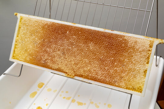 Apiculture - A la miellerie - Cadre de récolte rempli de miel posé sur un bac à désoperculer