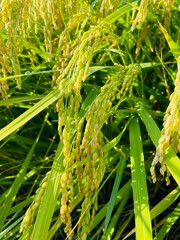 
grains of rice that are starting to turn yellow