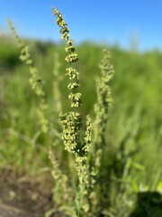 The grass growing green under the hot sun