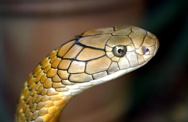 The king cobra (Ophiophagus hannah) is a venomous snake endemic to Asia. The sole member of the genus Ophiophagus, it is not taxonomically a true cobra, despite its common name and some resemblance.