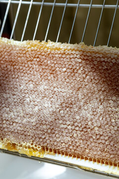 Apiculture - A la miellerie - Cadre de r&eacute;colte rempli de miel pos&eacute; sur un bac &agrave; d&eacute;soperculer