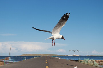 Fototapeta na wymiar Black Headed Gull 