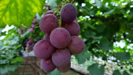 色づき始めた巨峰