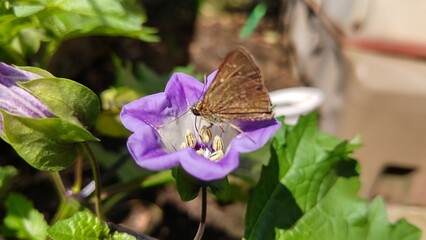 ホオズキの蜜を吸う虫