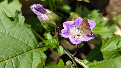 ホオズキの蜜を吸う虫