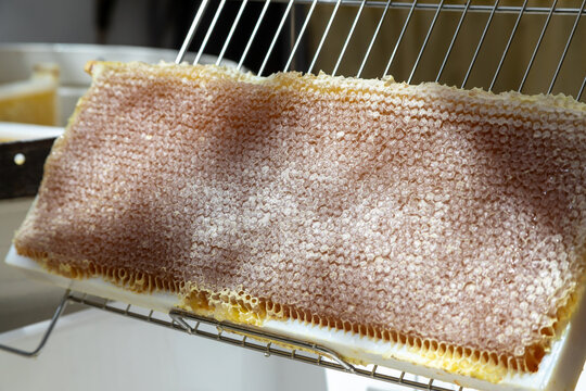Apiculture - A la miellerie - Cadre de r&eacute;colte rempli de miel pos&eacute; sur un bac &agrave; d&eacute;soperculer