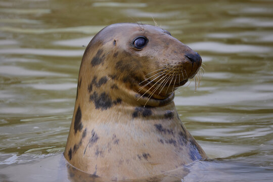 Curious Grey Seal, Halichoerus grypus, with head out of the water