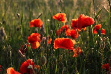Poppies in a field at sunset in summer