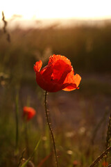 Poppy in a field at sunset in summer