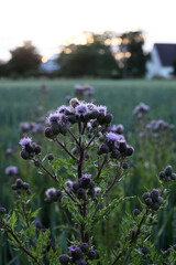 Wild plants in a field in summer at sunset